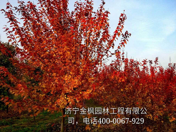 三、購買我們紅楓具體流程是怎么進行的？